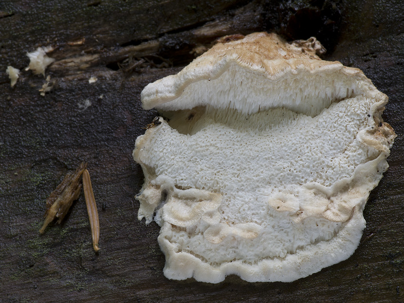 Oligoporus undosus